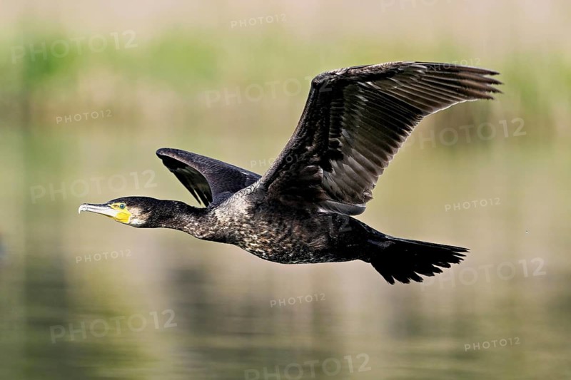 Cormorant (Phalacrocorax carbo), in flight, shallow lake, nature reserve, Reuss valley, Canton Aargau, Switzerland, Europe