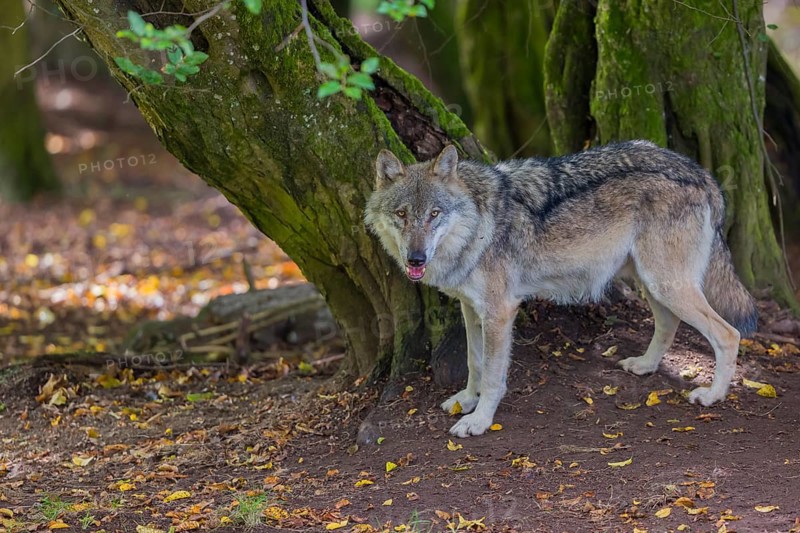 One adult male eurasian gray wolf (Canis lupus lupus) standing in front of an old split tree at a forest edge