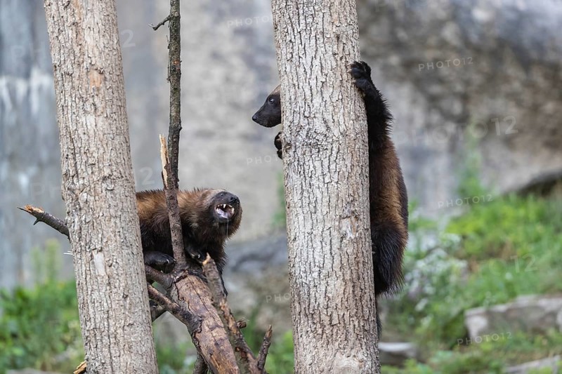 Two wolverine, (Gulo gulo), playfighting in a tree. A grey cliff and some rocks and green vegetation in the background