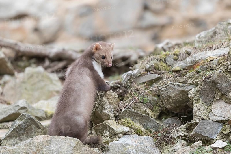 One beech marten running between the stones of a ruin of an ancient castle looking for food