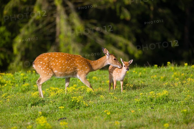 One female Manchurian sika deer or Dybowski's sika deer (Cervus nippon mantchuricus or Cervus nippon dybowskii) stands with her fawn on a meadow on hilly ground
