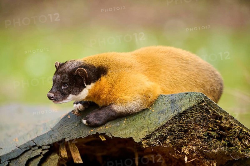 Yellow-throated marten (Martes flavigula) on an old tree trunk, Germany, Europe