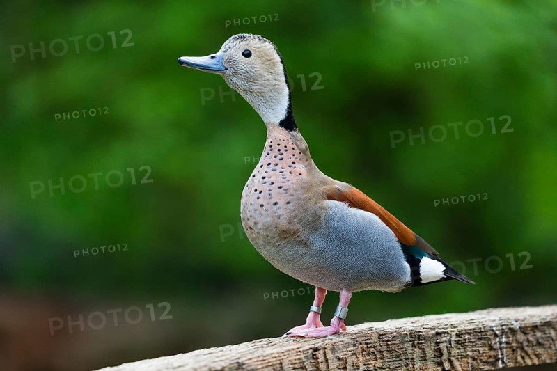 Ringed Teal (Callonetta leucophrys), male duck perched on a wooden bridge, calling, captive, Hesse, Germany, Europe