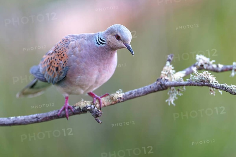 Turtle dove (Streptopelia turtur), Castilla-La Mancha, Spain, Europe