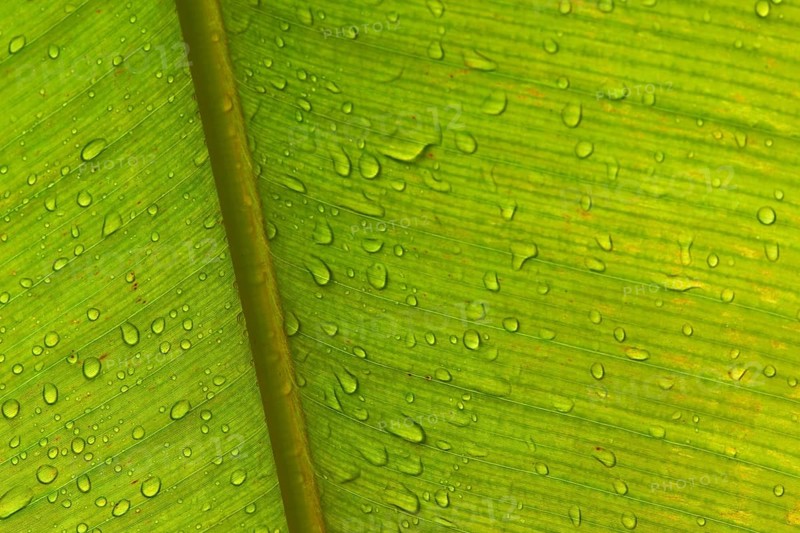 Close-up of a banana leaf with fine lines, distinctive texture and water droplets