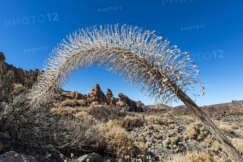 Echium wildpretii (Echium wildpretii), Caldera de las Cañadas, a huge volcanic caldera, Teide National Park, Parque Nacional del Teide, Tenerife, Canary Islands, Spain, Europe