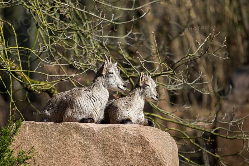 Two Bharal (Pseudois nayaur) lying on a rock on a sunny day in spring, captive, Germany, Europe