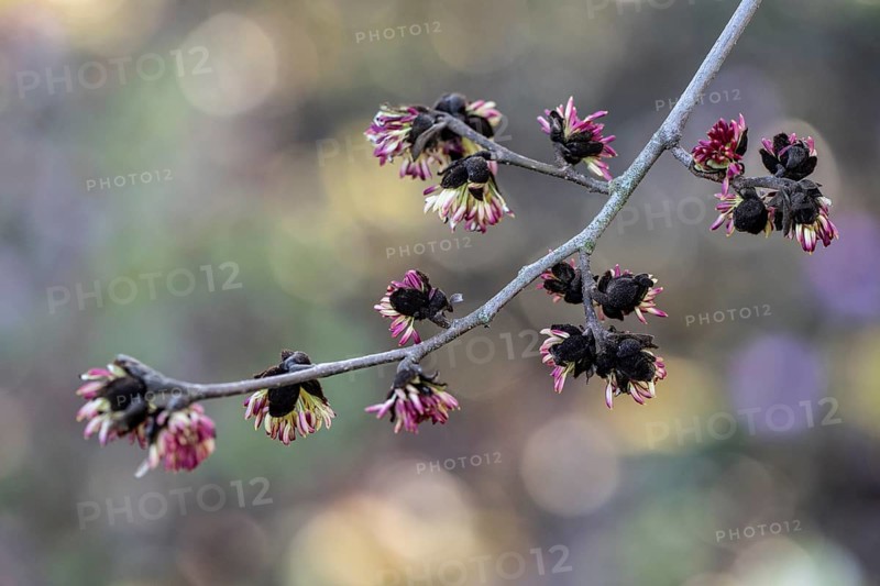 Blossoms of the ironwood tree (Parrotia persica), Rhineland-Palatinate, Germany, Europe