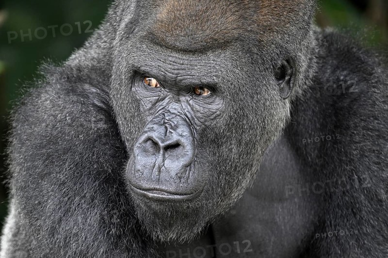 Western lowland gorilla (Gorilla gorilla gorilla), portrait, Réserve Lésio-Louna nature reserve, near Moembe, Plateau department, Republic of the Congo