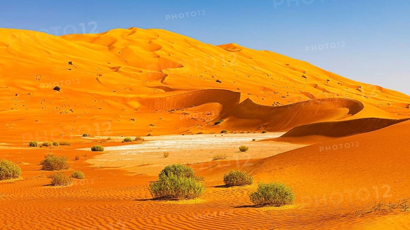 Wind-sculpted curved sand dunes with green vegetation, in the Rub al Khali desert, Dhofar province, Arabian Peninsula, Sultanate of Oman