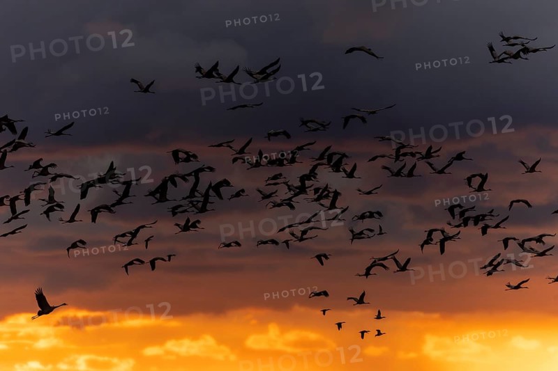 Crane flies in impressive sunset light, silhouettes stand out, crane (Grus grus) wildlife, Western Pomerania Lagoon National Park, Zingst, Mecklenburg-Western Pomerania, Germany, Europe