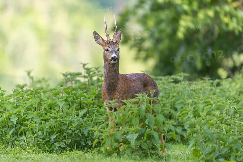 One male Roe Deer, Roe buck (Capreolus capreolus), standing in a thicket of stinging nettle. Some green vegetation in the distant background