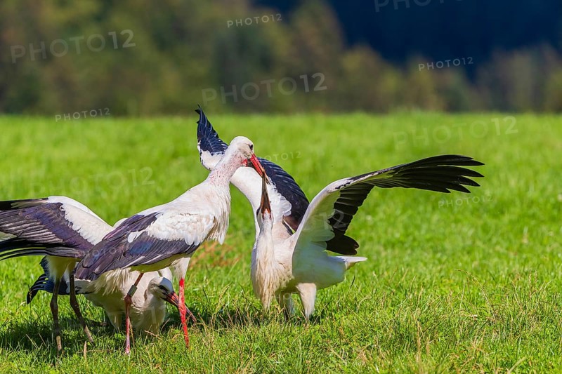 A white stork (Ciconia ciconia) family on a green meadow. One adult stork feeds a young