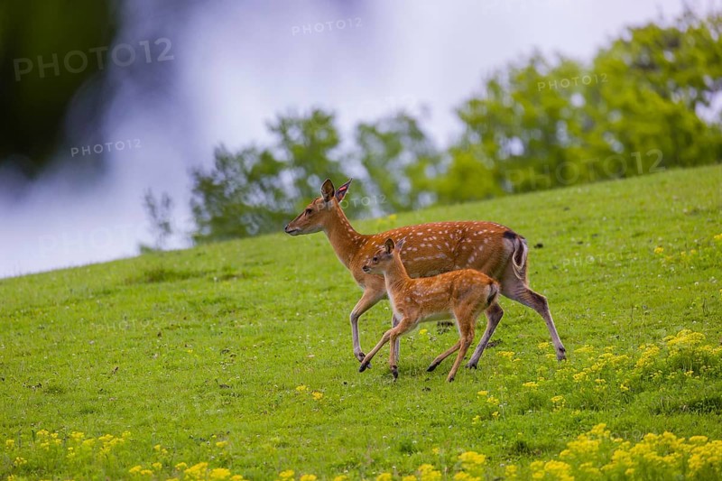 One female Manchurian sika deer or Dybowski's sika deer (Cervus nippon mantchuricus or Cervus nippon dybowskii) runs with her fawn over a meadow on hilly ground