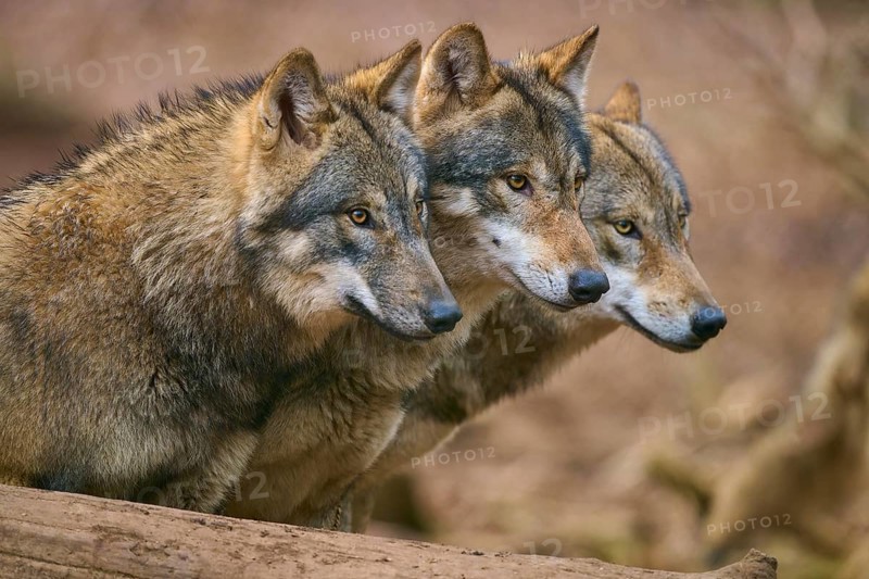 Wolf (Canis lupus), Three wolves looking attentively in the same direction in the forest, Germany, Europe