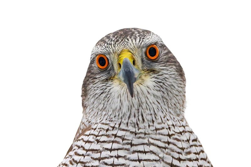 Eurasian goshawk (Astur gentilis, Accipiter gentilis) close-up portrait of young sub-adult female against white background