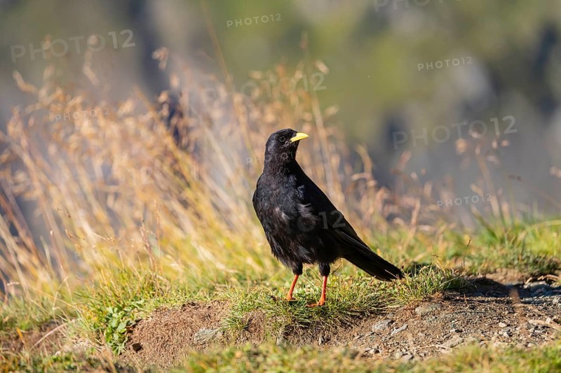 One young Alpine chough or yellow-billed chough (Pyrrhocorax graculus) stands on grass in the Grossglockner Mountains region