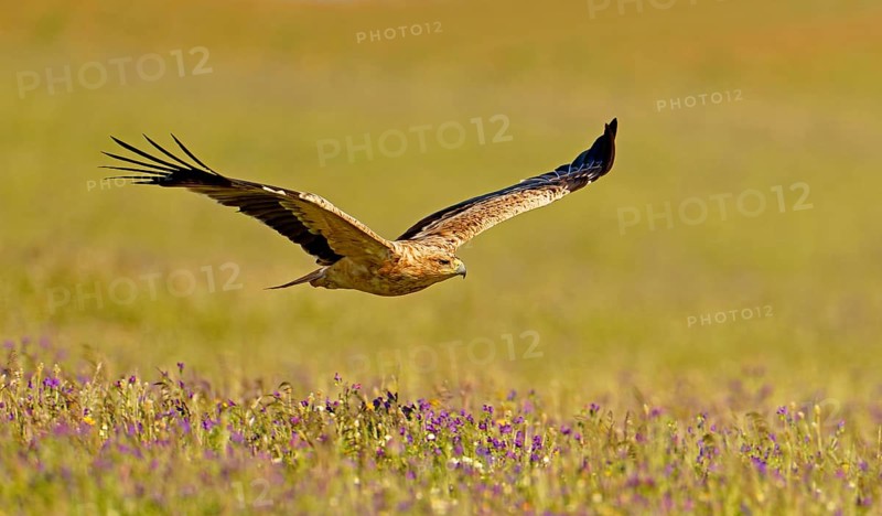 Young Spanish imperial eagle (Aquila adalberti), in flight, early morning, central Spanish steppe, Castilla-La Mancha, Spain, Europe