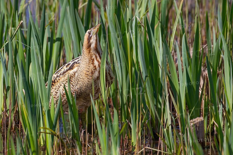 Eurasian or Great bittern (Botaurus stellaris) adult bird in a reedbed, England, United Kingdom, Europe