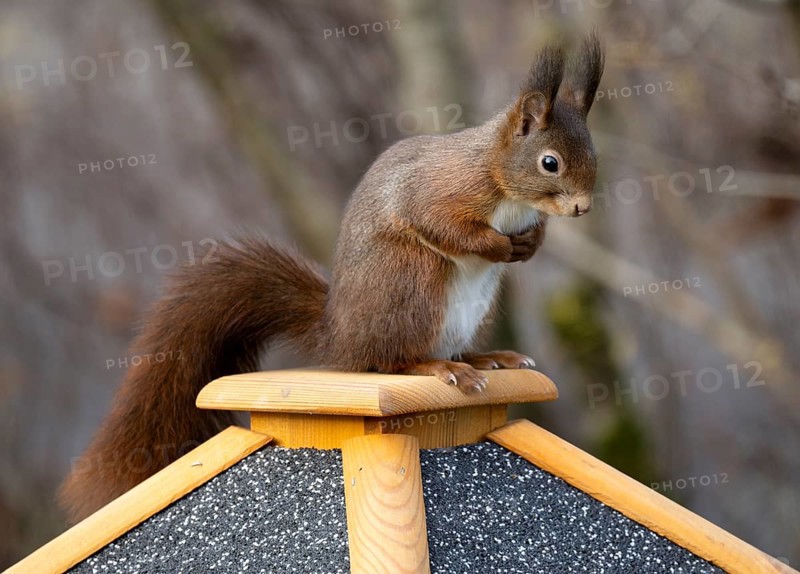Eurasian red squirrel (Sciurus vulgaris), sitting on a bird feeder, Stuttgart, Baden-Württemberg, Germany, Europe