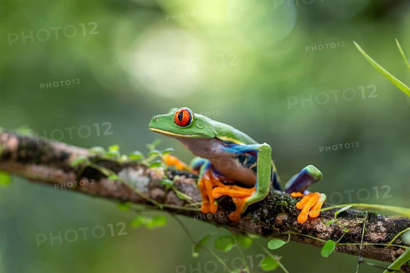 Red-eyed tree frog (Agalychnis callidryas), frogs (Rana), Alajuela, Costa Rica, Central America