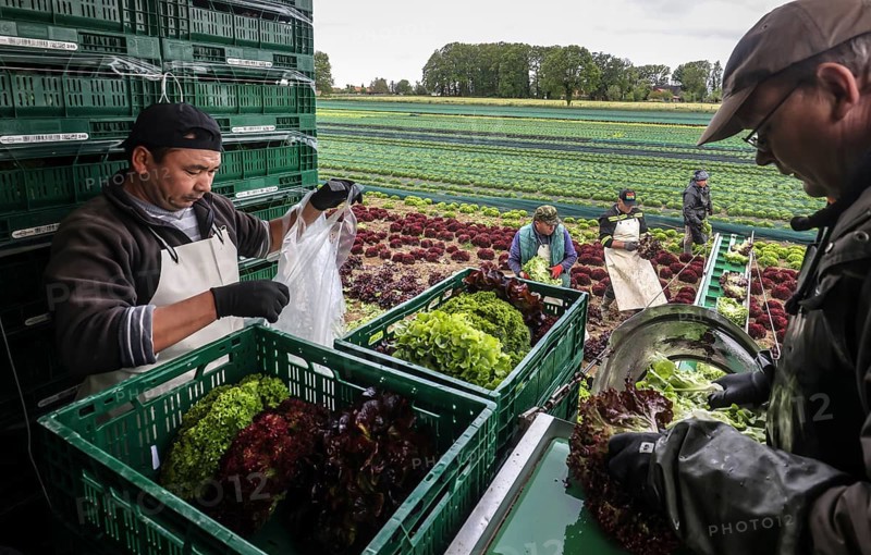 Soest, Sauerland, North Rhine-Westphalia, Germany - Vegetable cultivation, harvest helpers harvesting lettuce, the freshly harvested heads of lettuce are washed directly in the field in the trailer and packed in boxes, oak leaf lettuce (Lactus sativa var. crispa), also known as oak leaf lettuce or American lettuce, and Lollo Bianco and Lollo Rosso