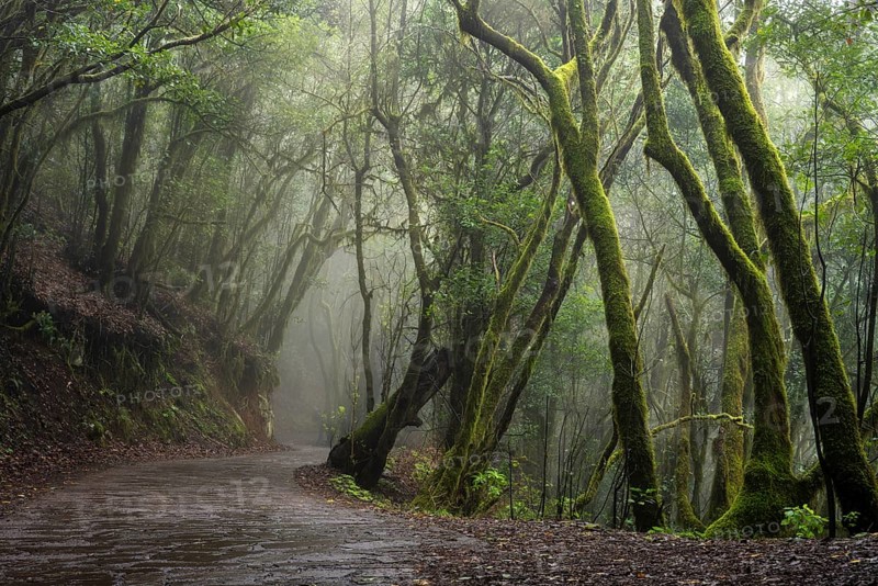 Hiking trail in the cloud forest. Laurel trees with moss and lichen. Foggy weather. Garajonay National Park, La Gomera, Canary Islands, Spain, Europe