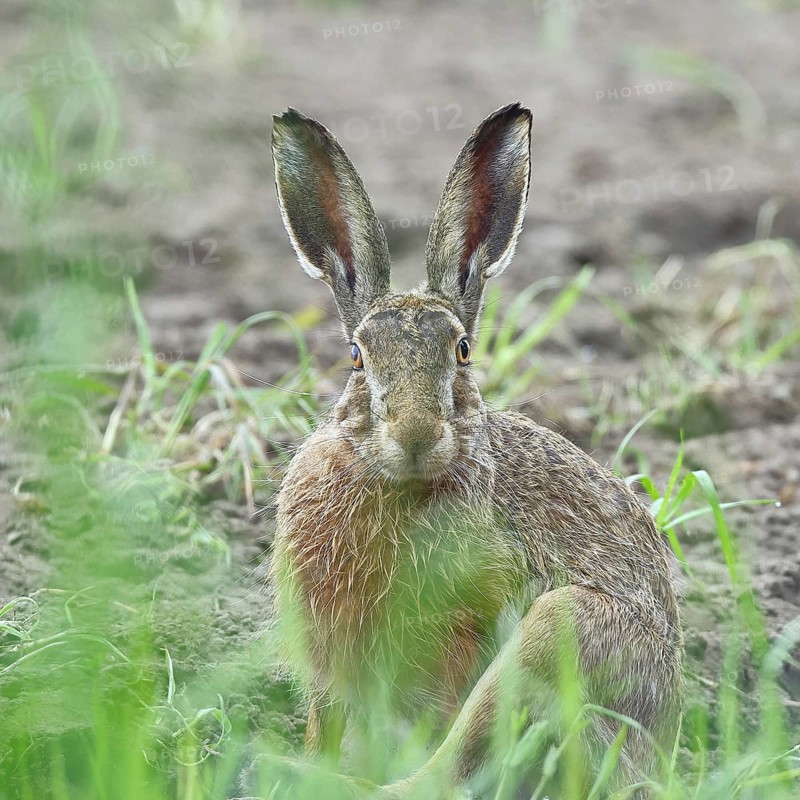 European hare (Lepus europaeus) sitting on a freshly harrowed field, looking into the camera, North Rhine-Westphalia, Germany, Europe