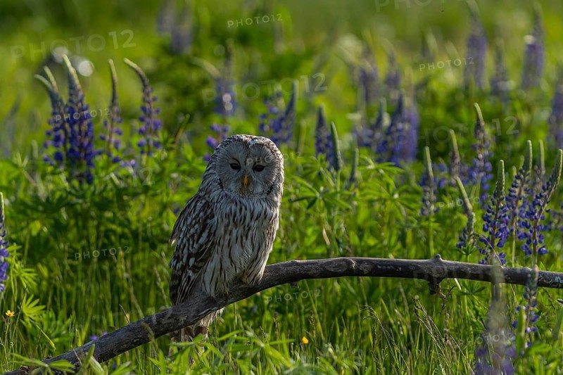 One Ural owl (Strix uralensis) sitting on a branch lying in a field of flowering lupines in late evening light