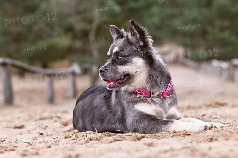 Cute French Bulldog x Siberian Husky dog mix with pink collar lying down in sand
