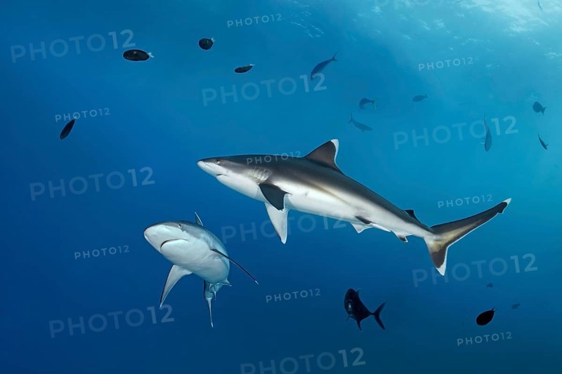 Silvertip shark (Carcharhinus albimarginatus), in blue water, downturned pectoral fins indicate aggressive behaviour, Great Barrier Reef, Unesco World Heritage Site, Coral Sea, Coral Sea, Pacific Ocean, Cairns, Queensland, Australia, Oceania