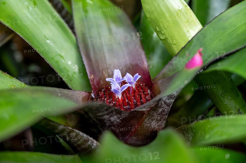 Flowers of a nest bromeliad, epiphyte from the Bromeliaceae family, (Neoregelia spectabilis)