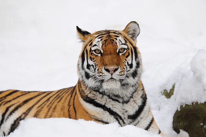A tiger lies relaxed in the snow and looks at the camera, Siberian tiger (Panthera tigris altaica), captive, occurrence Russia, North Korea and China