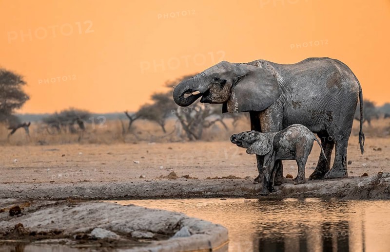 African elephant (Loxodonta africana), mother with young, drinking at a waterhole, at sunset, Nxai Pan National Park, Botswana, Africa
