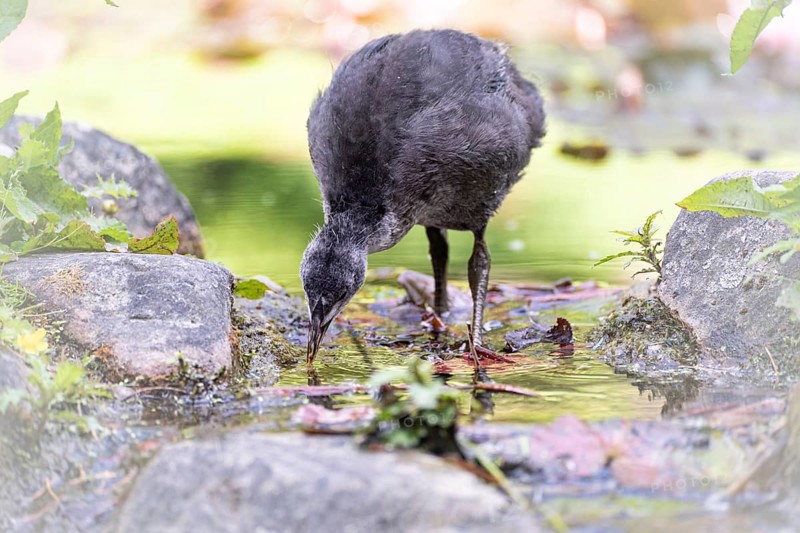 Eurasian Coot chicks (Fulica atra) standing in water, drinking, frontal view, background blurred, brown leaves lying on water surface, Dortmund, North Rhine-Westphalia, Germany, Europe