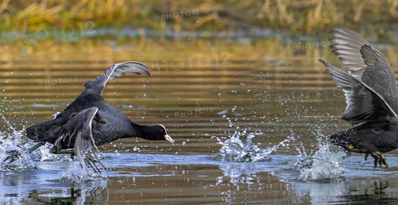 Territorial Eurasian coot, common coot (Fulica atra) chasing competitor away from pond during breeding season in late winter, early spring in March