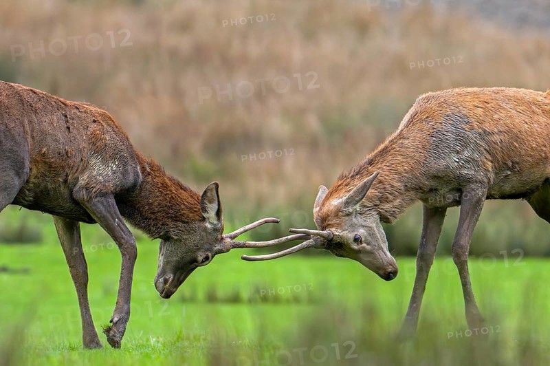 Two red deer (Cervus elaphus) brockets, second year stags with simple, unbranched antlers fighting during the rut in autumn, fall