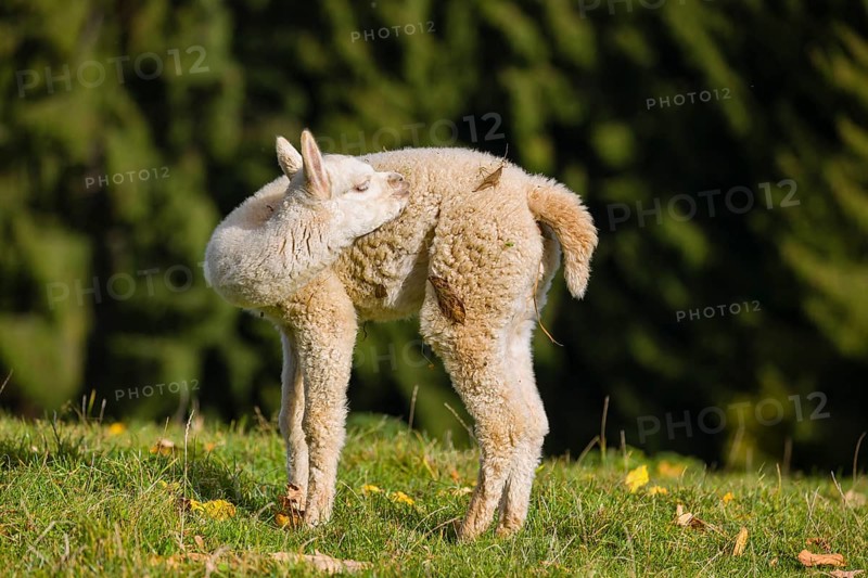 One young white Alpaca (Vicugna pacos) stands on a green meadow . A forest is in the distant background