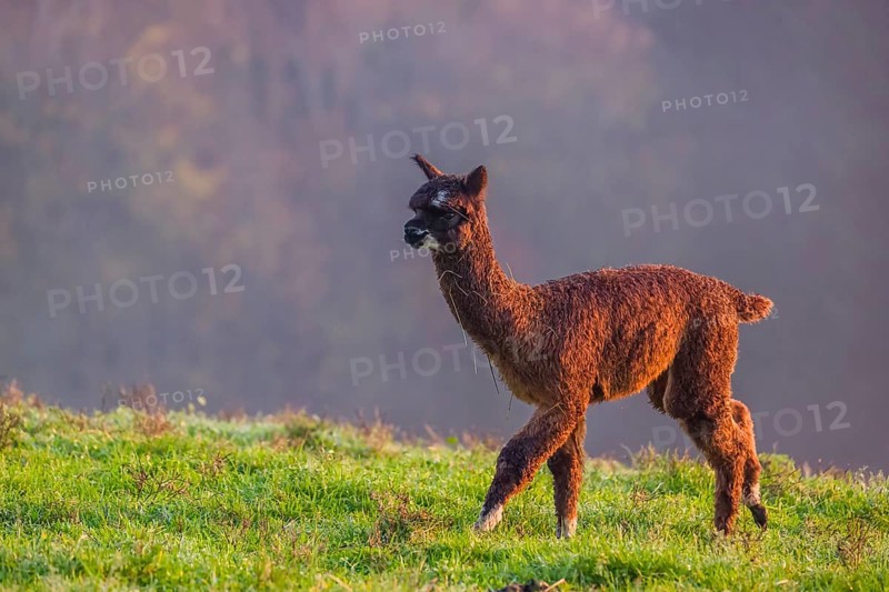 A young brown Alpaca (Vicugna pacos) runs on a green meadow