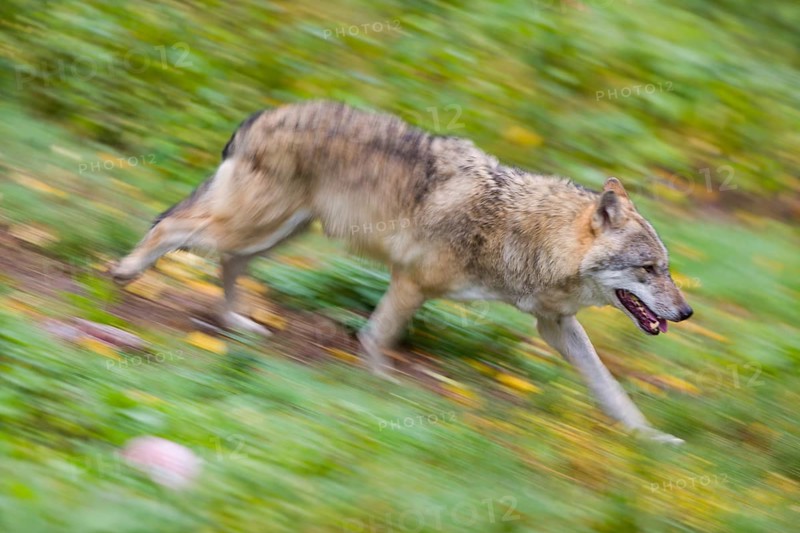 One eurasian gray wolf (Canis lupus lupus) running over a green meadow in an open forest. Motion blur, panning technique