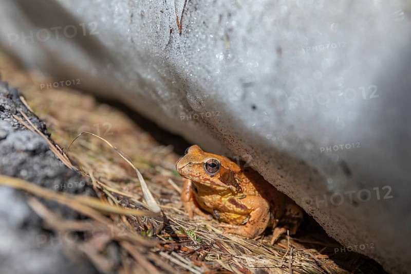 One common frog, Rana temporaria, hiding between snow and a road, heading to the mating pond