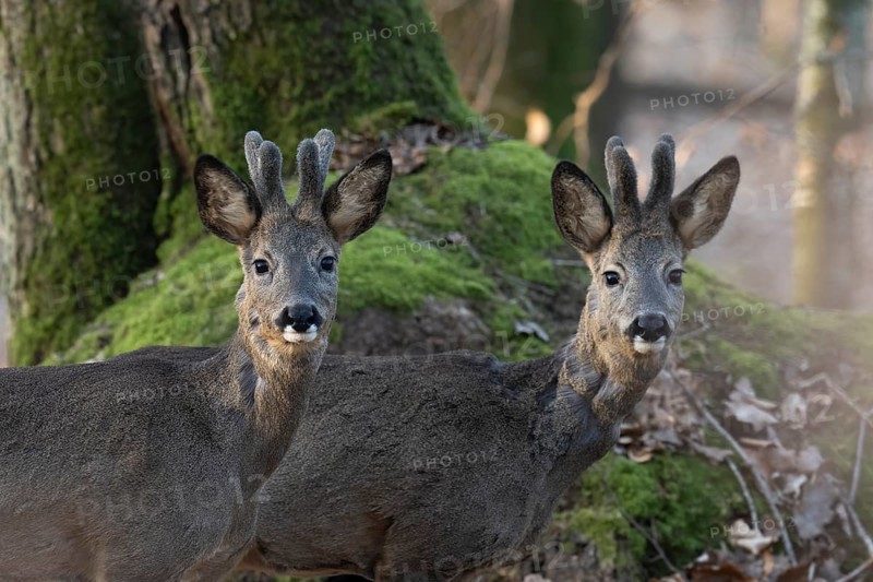 Roebuck (Capreolus capreolus), yearlings in the bast, Wittlich, Rhineland-Palatinate, Germany, Europe