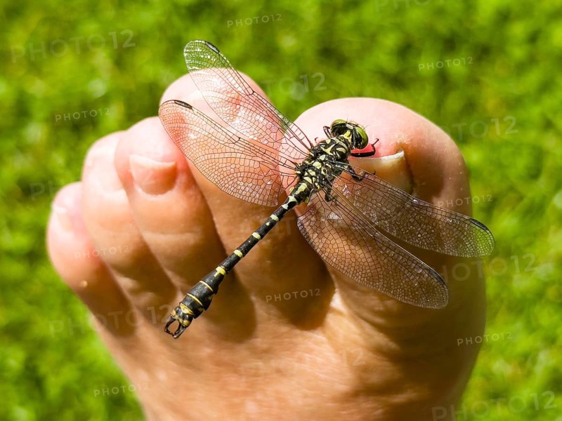 Onychogomphus forcipatus (Onychogomphus forcipatus) sitting on foot toe, Lake Neubeur, Bavaria, Germany, Europe