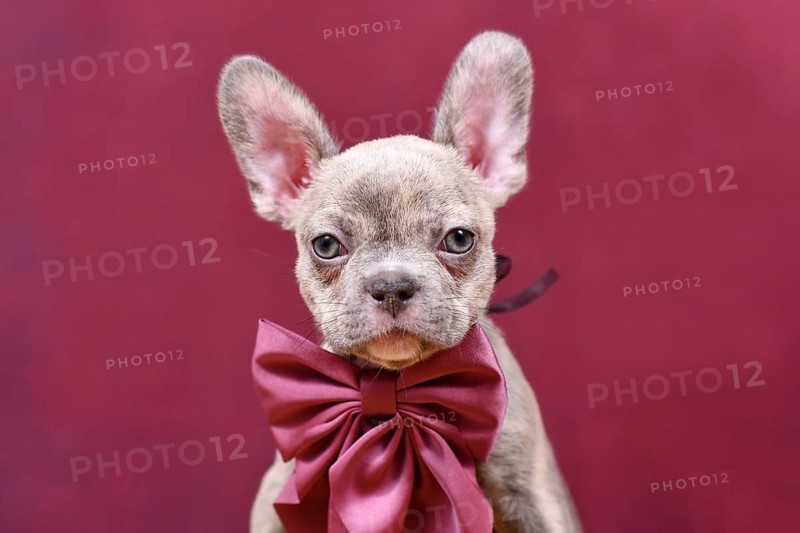 Young Lilac Brindle French Bulldog dog puppy with burgundy ribbon in front of studio background