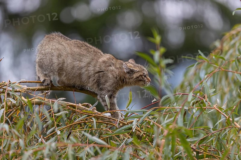 One young European wildcat, Felis silvestris silvestris, sitting in a green weeping willow tree. Green leaves all around