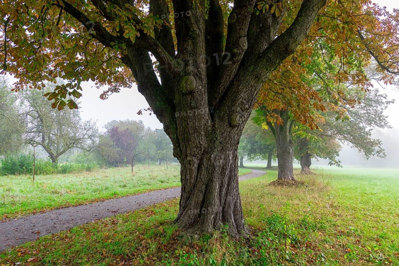 A large tree in a foggy park with colourful foliage along a curved path, chestnut tree, Waiblingen, Baden-Württemberg, Germany, Europe