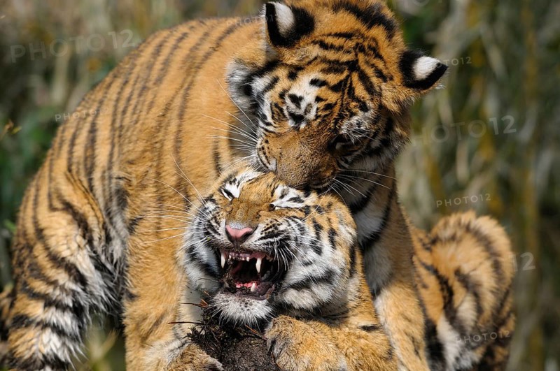 Two playful tigers playfully tussling in the wild, Siberian tiger (Panthera tigris altaica), captive, occurring in Russia, North Korea and China