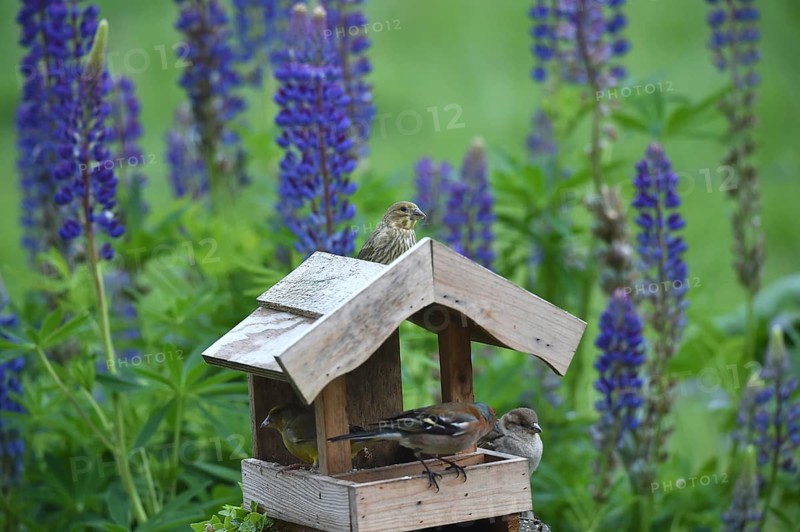 Songbirds at the birdhouse with lupins, (Lupinus)