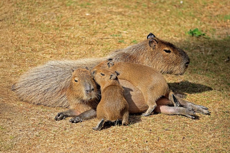Capybara (Hydrochoerus hydrochaeris), capybara, adult, female, mother, young, on land, group, social behaviour, siblings, South America