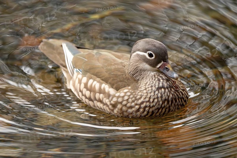 Mandarin duck (Aix galericulata), female, swimming, Hechtsee, Kufstein, Tyrol, Austria, Europe